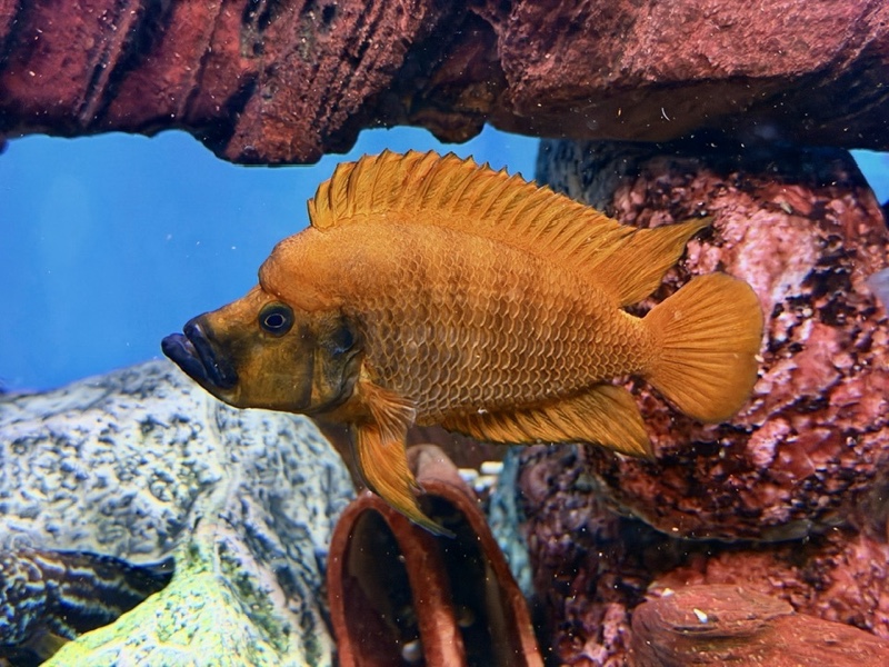 Altolamprologus compressiceps 'Mwela'